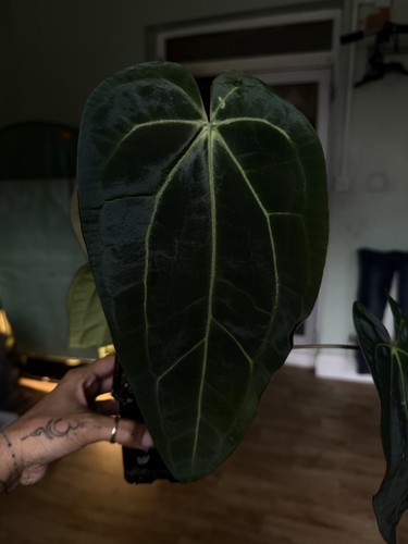 Anthurium ace spades - anthurium,