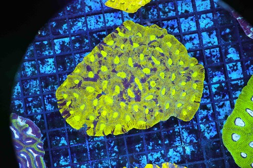 Radioactive favia colony - favia,