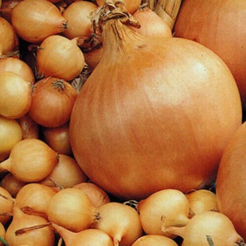 Onion sets stuttgart giant - onion,