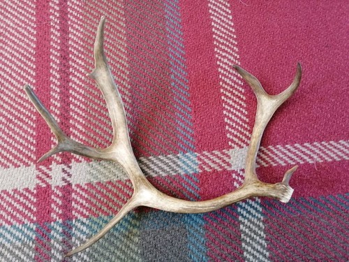 Small reindeer antler - small,