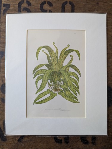 Antique 1870s anne pratt fern - antique,