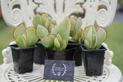 Live plants crassula - live,