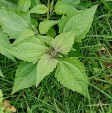 50g dream herb calea - 50g,