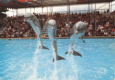 D052759 Windsor Safari Park. Bottled Nose Dolphins leaping out of the water. J.