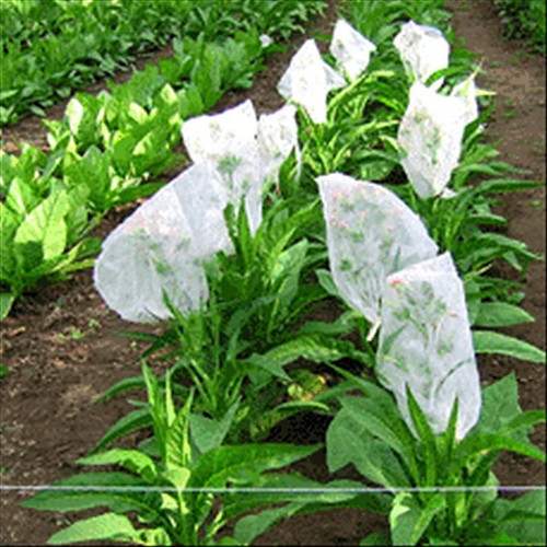 Little dutch tobacco seeds - dutch,