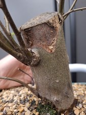 Very chunky hornbeam bonsai - chunky,