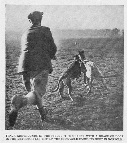 Coursing greyhounds the - greyhounds,