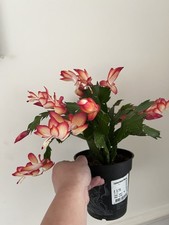 Christmas Thanksgiving Cactus