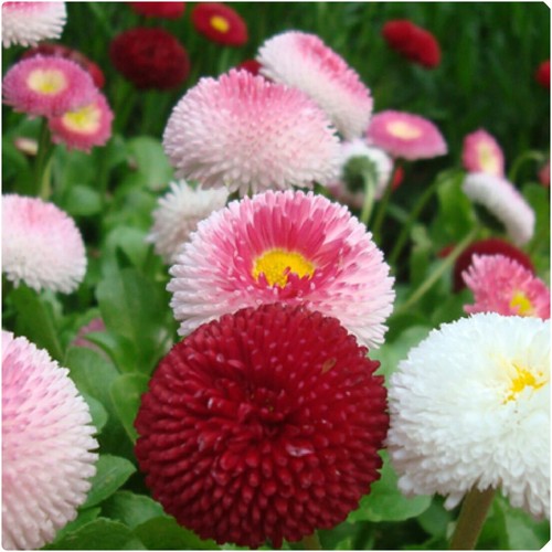 Bellis daisy tasso mixed x12 - mixed,