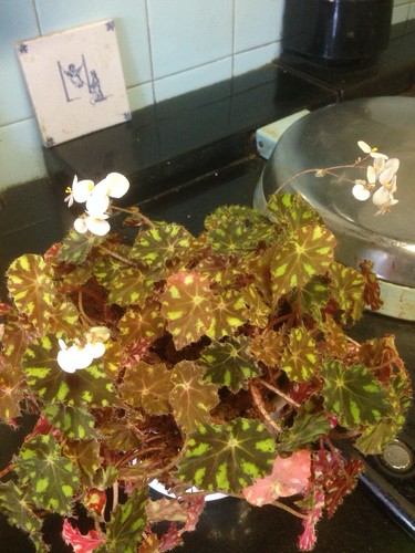 Begonia rex tiger paws small - tiger,