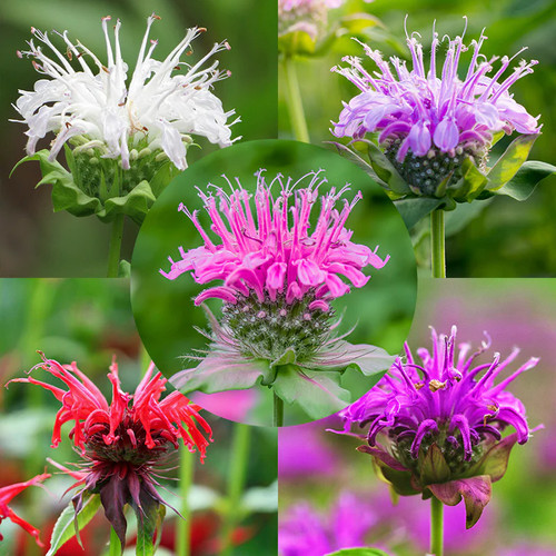 Monarda didyma milano mix - monarda, mix'