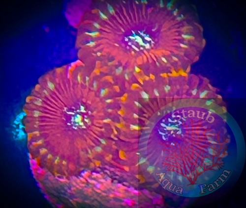 Saf magician zoanthid - zoanthid, coral