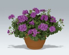 2 x Trailing Geranium PAC