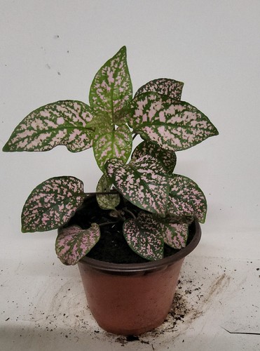Polka dot plant - polka,