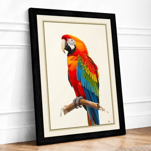 Scarlet macaw study - macaw,