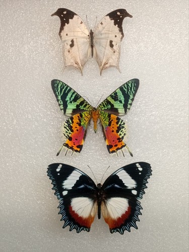 Butterfly crafting bundle - butterfly,