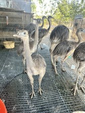 2 Rhea Hatching Eggs
