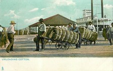 Unloading cotton workers with - unloading, cotton,