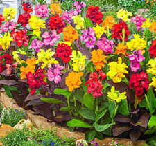 Canna indica large flowered mix 28 seeds +FREE  REUSABLE PLANT LABEL
