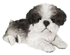 Shih Tzu Black Laying Puppy