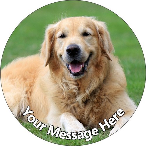 Golden retriever dog - golden,