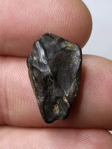 Large triceratops tooth 7 - large,