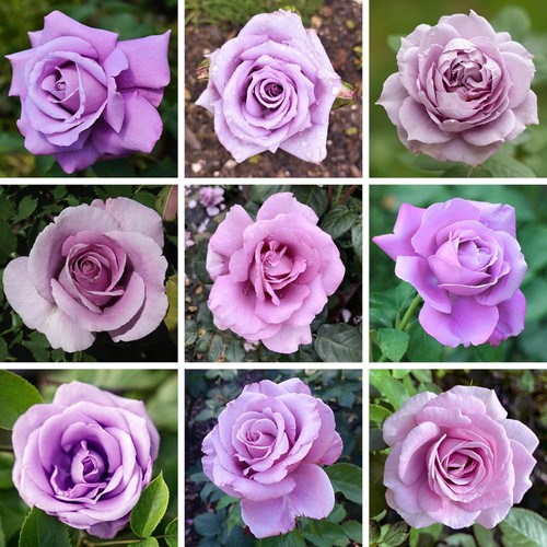Rose plants purple gift - rose,