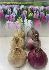 GARDEN BEDDING HYACINTH BULBS