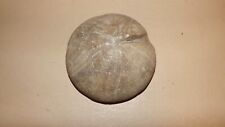 Sea urchin fossil beautiful detail dinosaurs jurassic coas devon beach quarry