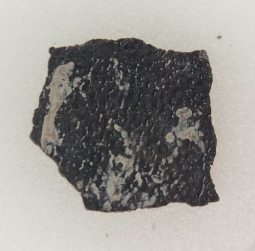 Hadrosaur egg shell - hadrosaur,