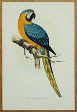 Antique Parrot Print BLUE and YELLOW MACAW Original Greene Bird Engraving 1884