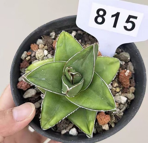 3pcs rare agave - 1/3pcs,