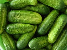 Gherkin Seeds x 20 'National' Cucumber Pickling  Premium Quality - FREE DELIVERY
