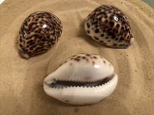 1 x 6cm Tiger Cowrie Tortoise