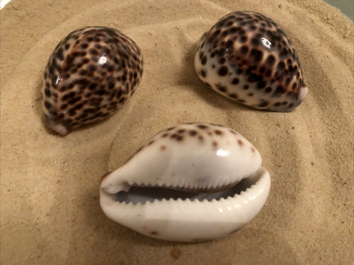 6cm tiger cowrie tortoise - x,