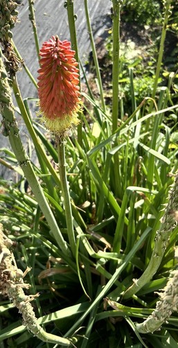 Kniphofia red hot poker garden - kniphofia,