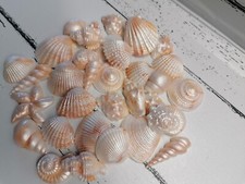 24 Shimmer sea Shells and Sand Edible Sugar Icing  Beach Cupcake Toppers