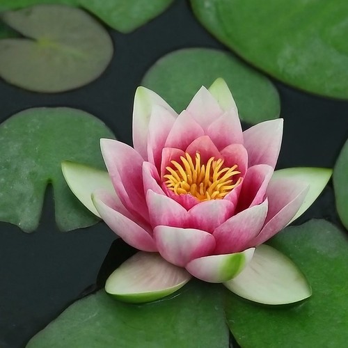 Nymphaea laydekeri lilacea - nymphaea, 'laydekeri
