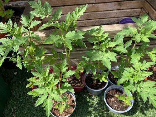 Round vine tomatoes - vine,