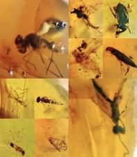 10 x Pieces Burmese Amber With Insect 100 Million Years Old Burmite