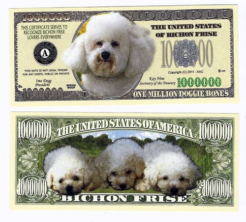 Dollar bichon frise - frise, one