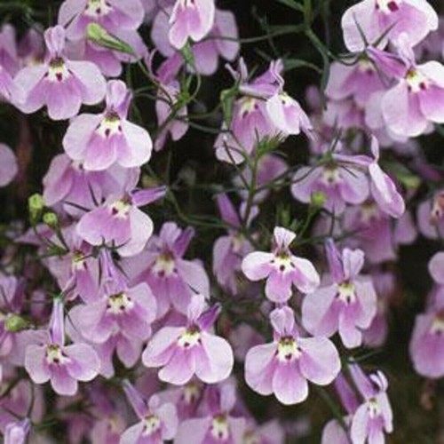 Trailing lobelia fountain - 40,