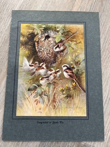 1923 birds their - their, print