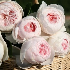 Earth Angel Parfuma Rose Plant