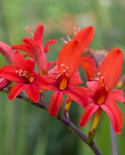 50 Crocosmia Lucifer Seeds - Hot Red - Hardy perennial