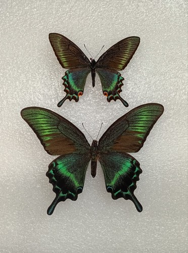 Alpine black swallowtail - alpine,