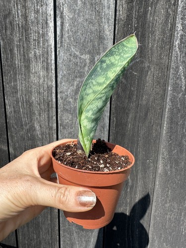 Sansevieria masoniana victoria - sansevieria,