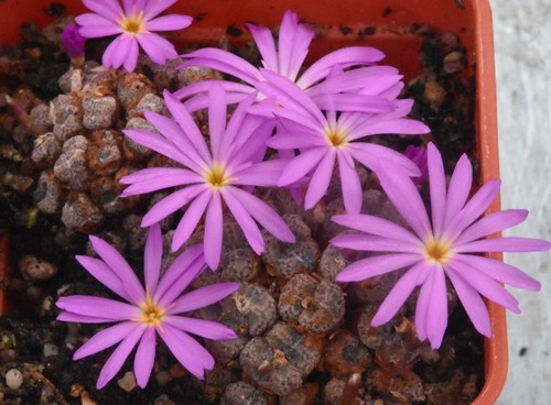 Conophytum minusculum 1586 - r&y,