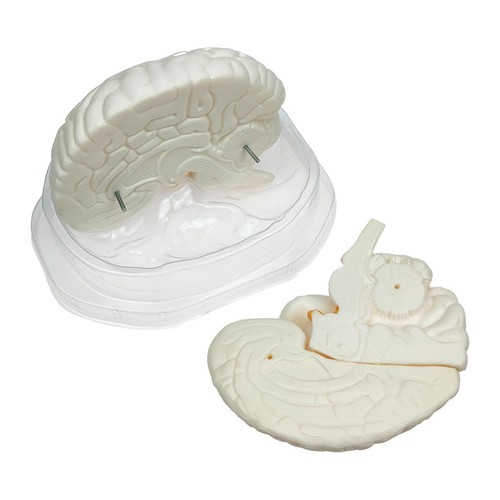 Life size human brain model - size,