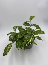 Gold Dust Dracaena Plant